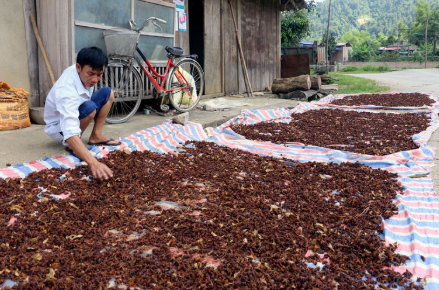 Việt Nam có một loại hoa vừa thu về hơn 45 triệu USD: Nước ta đứng thứ 2 thế giới, xuất khẩu hàng chục nghìn tấn mỗi năm - Ảnh 1