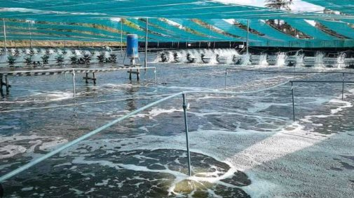 Áp thuế 50% vì mua dầu Nga, người Mỹ phải trả giá đắt đỏ cho một mặt hàng nhập khẩu từ Ấn Độ, Việt Nam cũng đang tham gia cuộc đua xuất khẩu - Ảnh 1