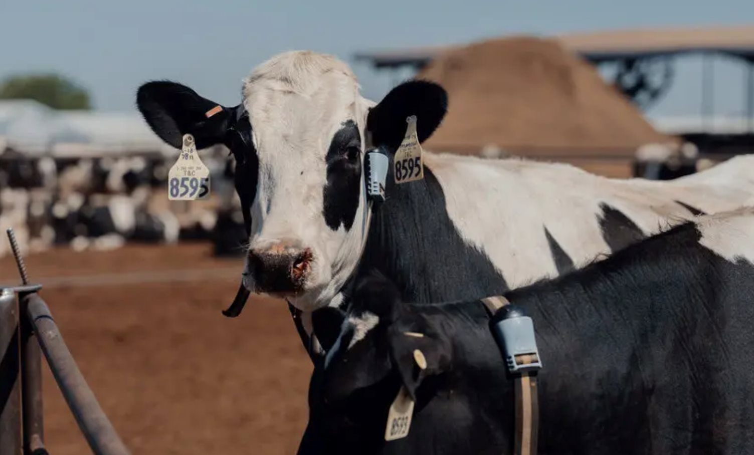 Cách nước Mỹ nuôi bò: Cho đeo vòng thông minh 200 USD/chiếc, phát hiện bệnh sau 60 giây, quản lý cả trang trại chỉ với chiếc điện thoại - Ảnh 2