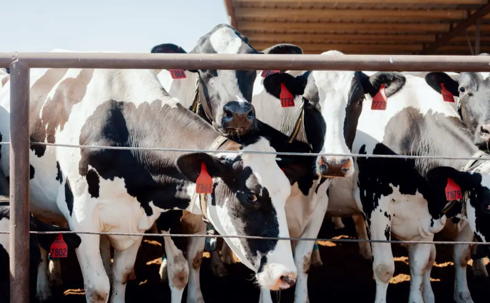 Cách nước Mỹ nuôi bò: Cho đeo vòng thông minh 200 USD/chiếc, phát hiện bệnh sau 60 giây, quản lý cả trang trại chỉ với chiếc điện thoại - Ảnh 1