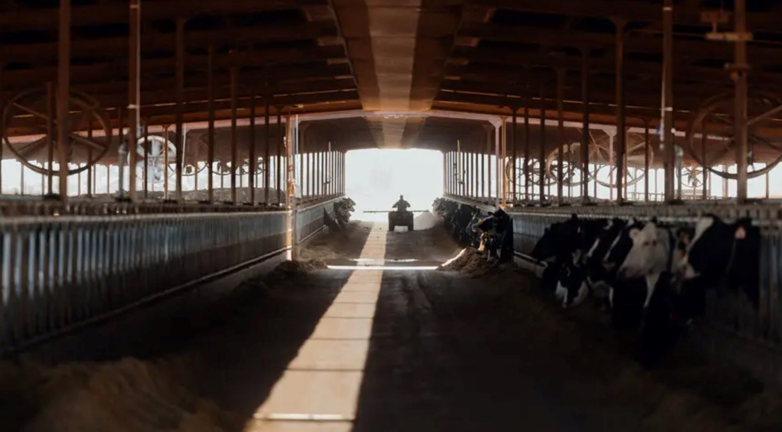 Cách nước Mỹ nuôi bò: Cho đeo vòng thông minh 200 USD/chiếc, phát hiện bệnh sau 60 giây, quản lý cả trang trại chỉ với chiếc điện thoại - Ảnh 3