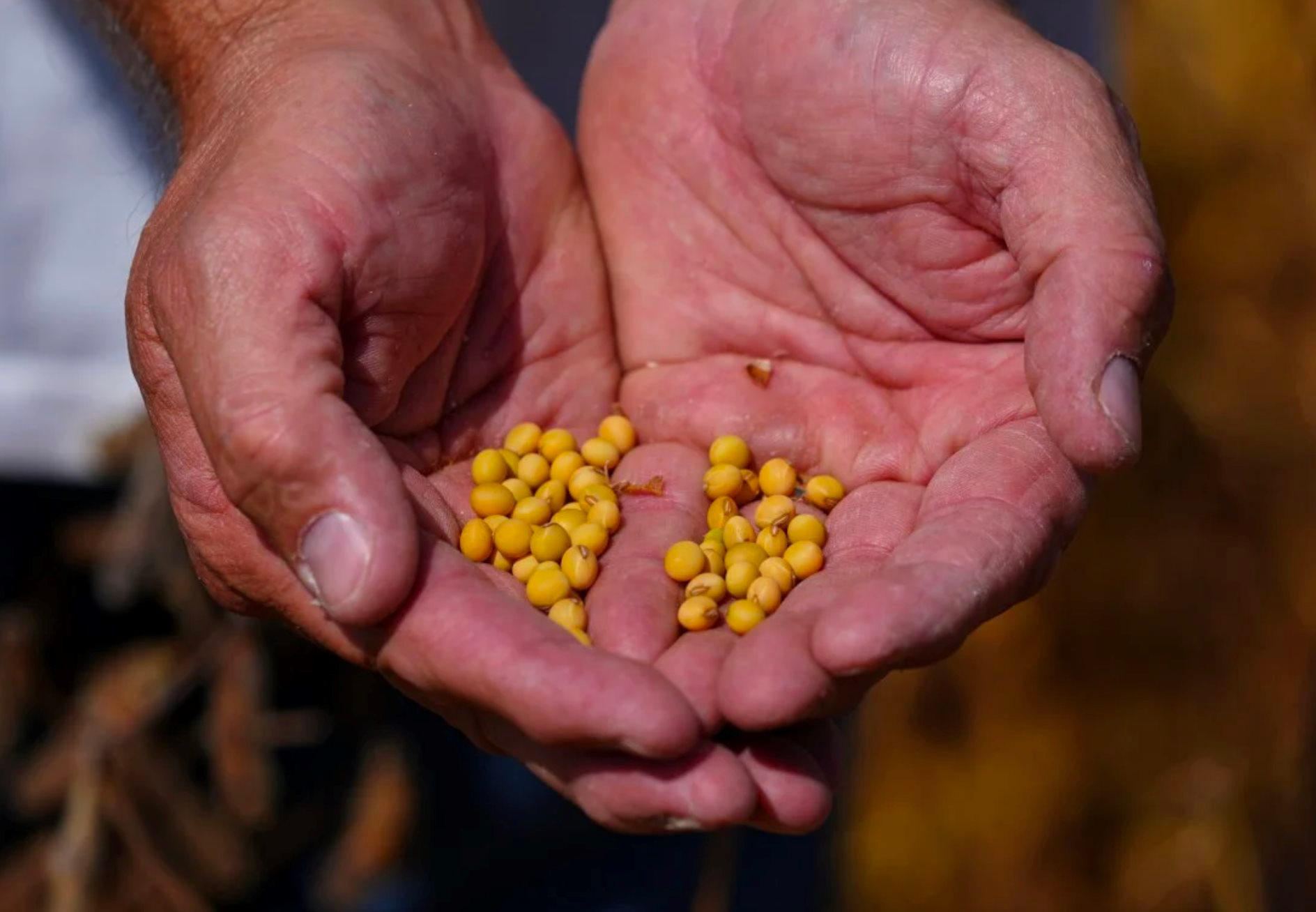 Quốc gia BRICS ra 'đòn' trừng phạt chưa từng có với Mỹ trong 30 năm: Đặt 25 triệu tấn rồi 'quay xe', thương nhân 'kêu trời', nằng nặc muốn nước này lại mua hàng - Ảnh 1