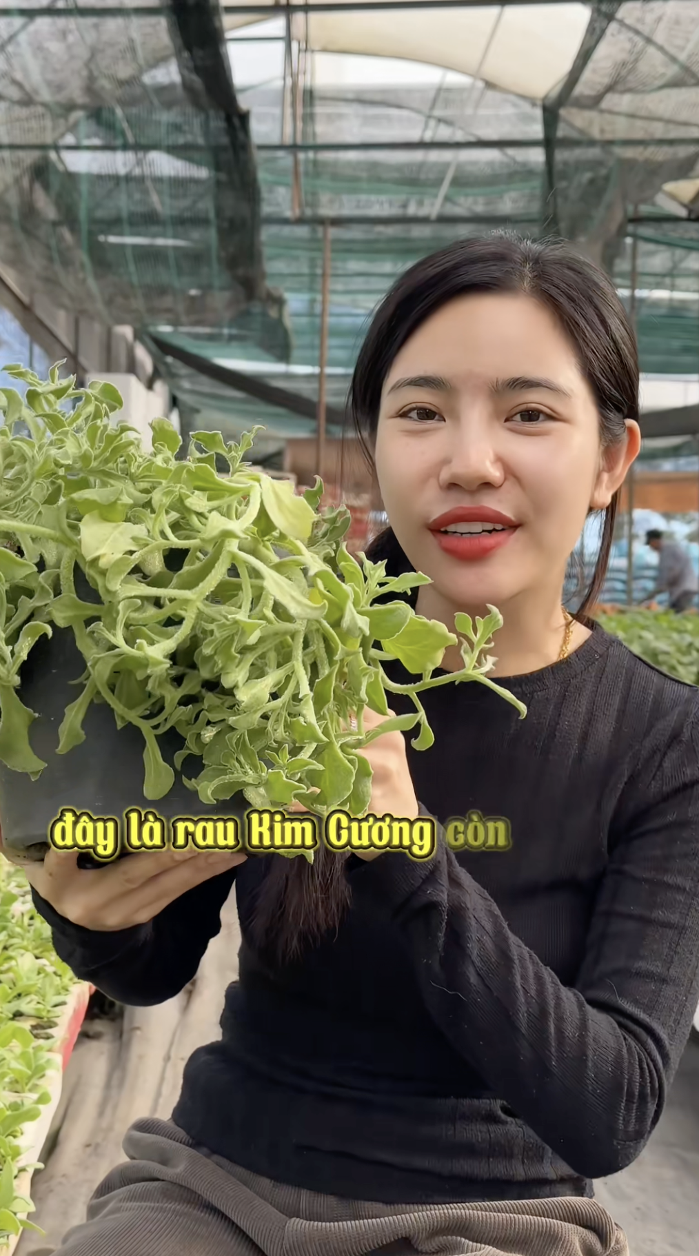 Sự thật về rau xà lách giá 300k/kg, vị mặn như muối đang được săn lùng nhất Việt Nam - Ảnh 1