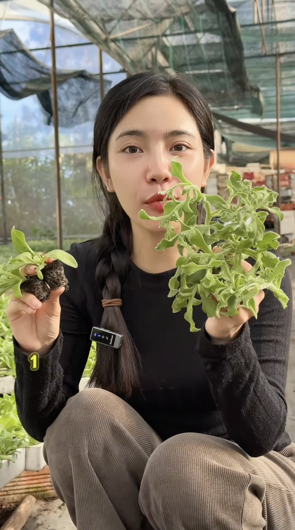 Sự thật về rau xà lách giá 300k/kg, vị mặn như muối đang được săn lùng nhất Việt Nam - Ảnh 5