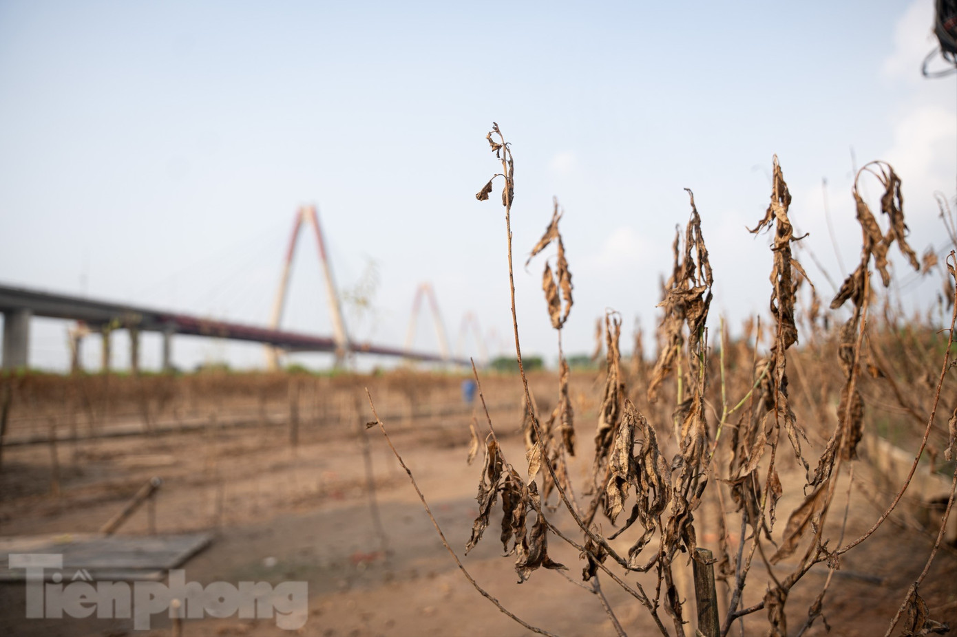 Đào Nhật Tân chết khô chết héo - Ảnh 4