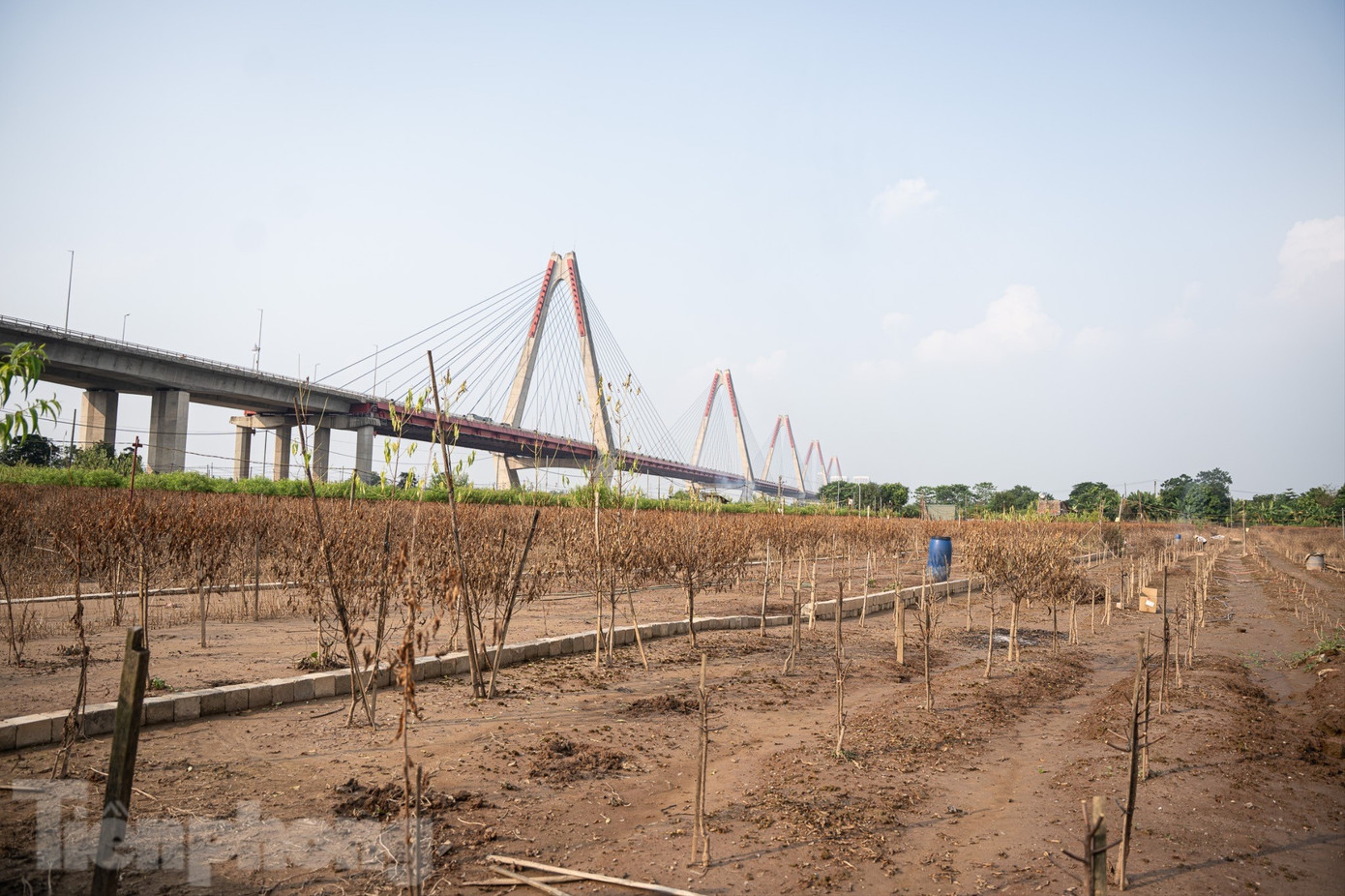 Đào Nhật Tân chết khô chết héo - Ảnh 5