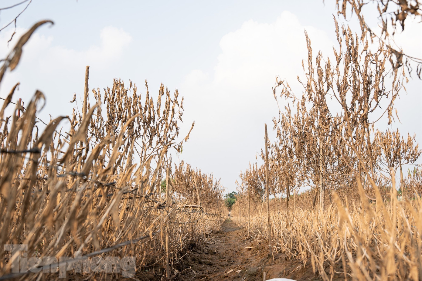 Đào Nhật Tân chết khô chết héo - Ảnh 3