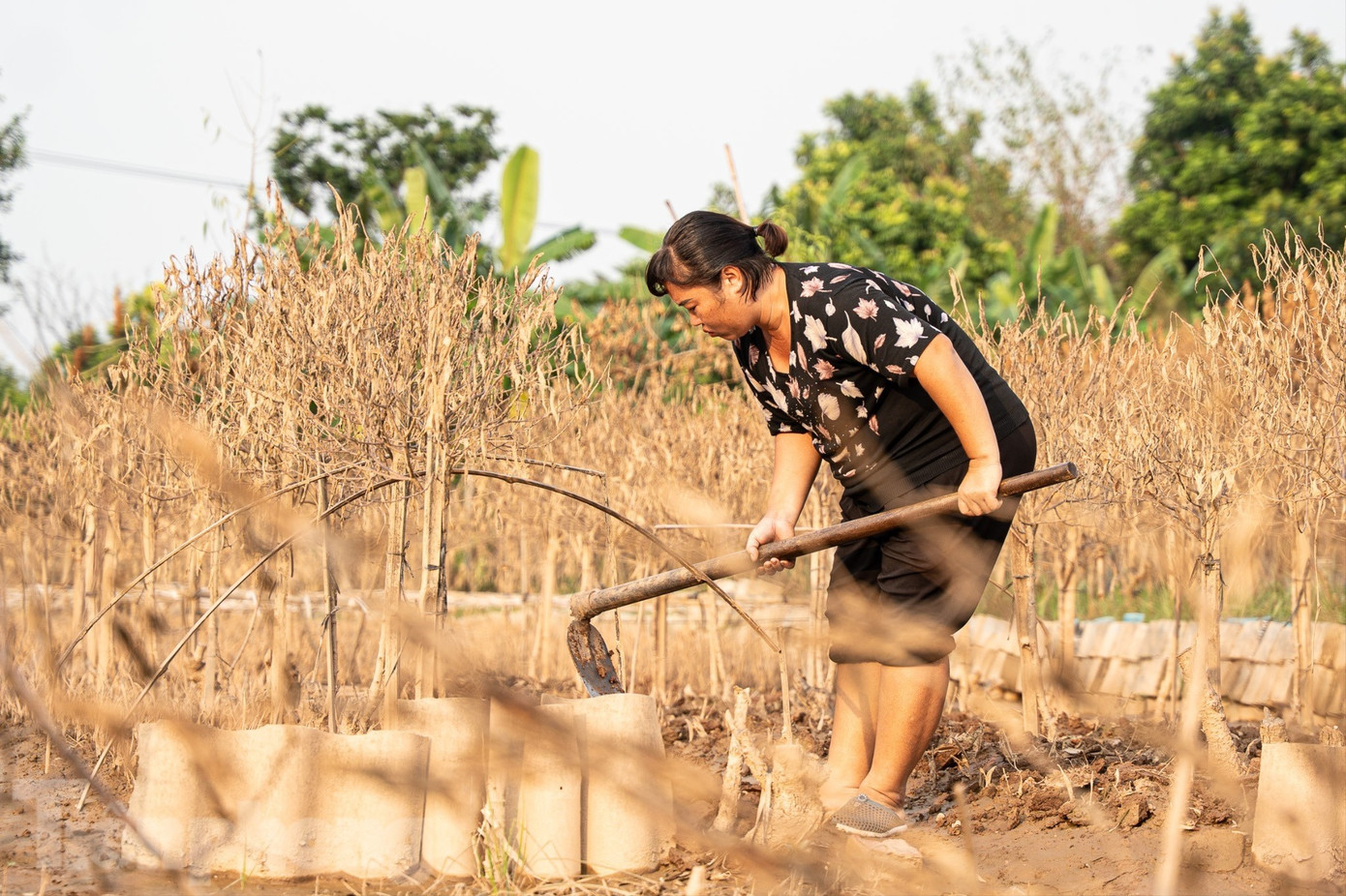 Đào Nhật Tân chết khô chết héo - Ảnh 13