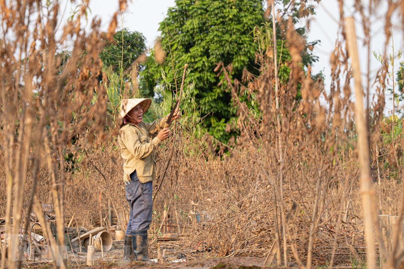 Đào Nhật Tân chết khô chết héo - Ảnh 12