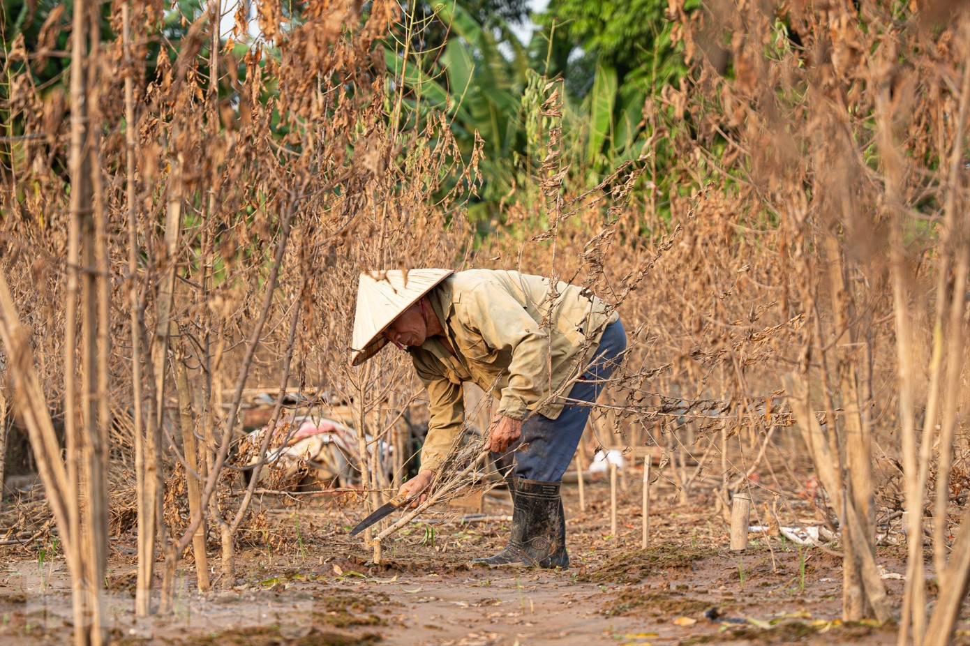 Đào Nhật Tân chết khô chết héo - Ảnh 7
