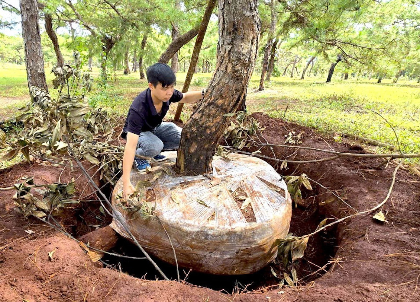 Tập đoàn FLC cần có giải pháp bảo vệ rừng thông bonsai thường xuyên bị mất trộm - Ảnh 1