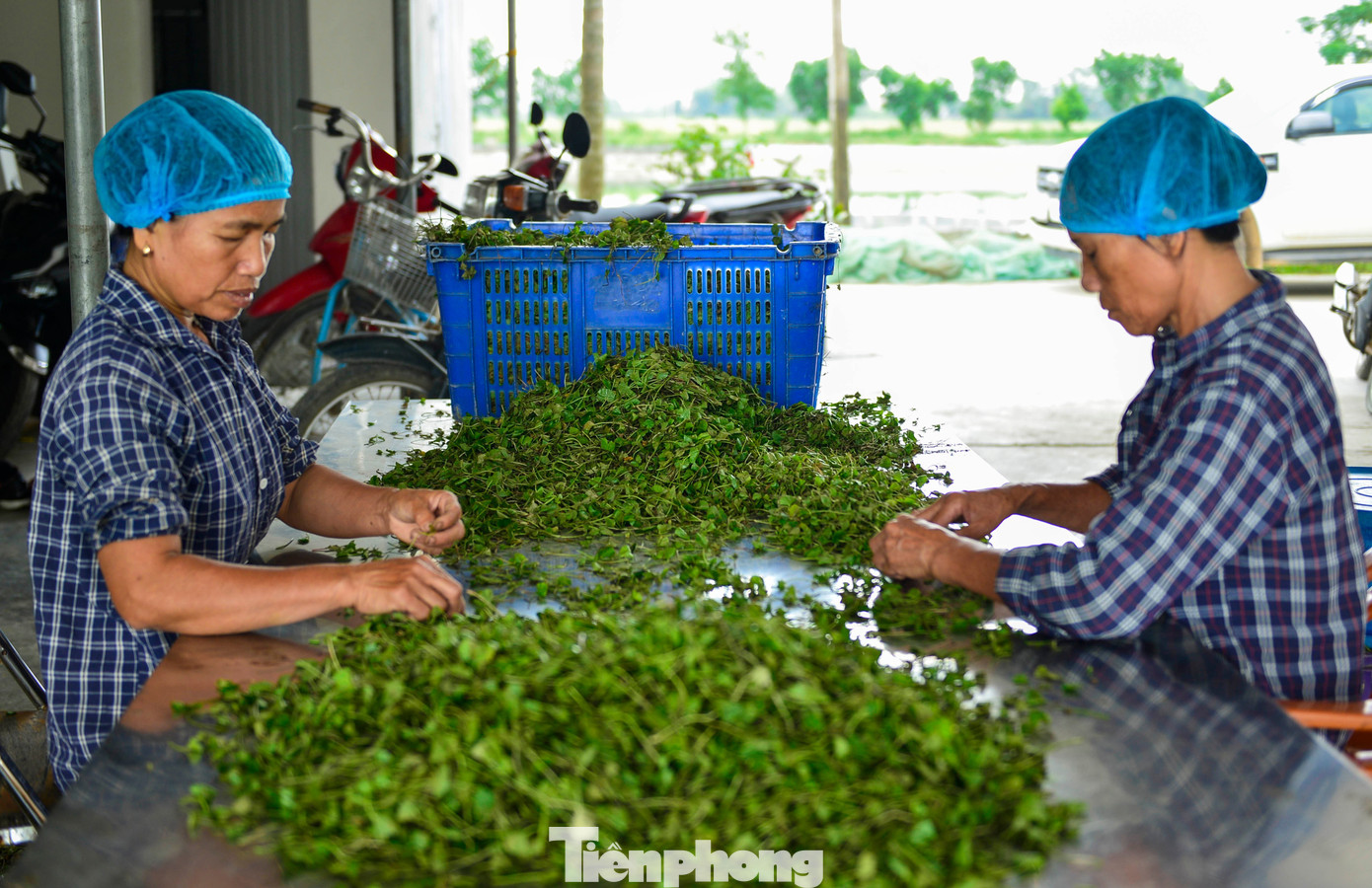 Nông dân Thanh Hóa giàu lên nhờ rau má - Ảnh 3