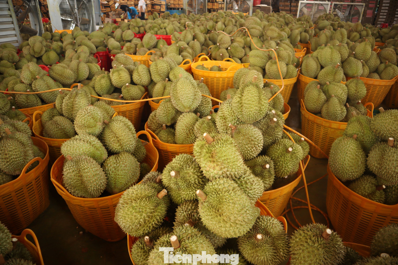 Sầu riêng Đắk Lắk rớt giá mạnh, thương lái dừng mua - Ảnh 2