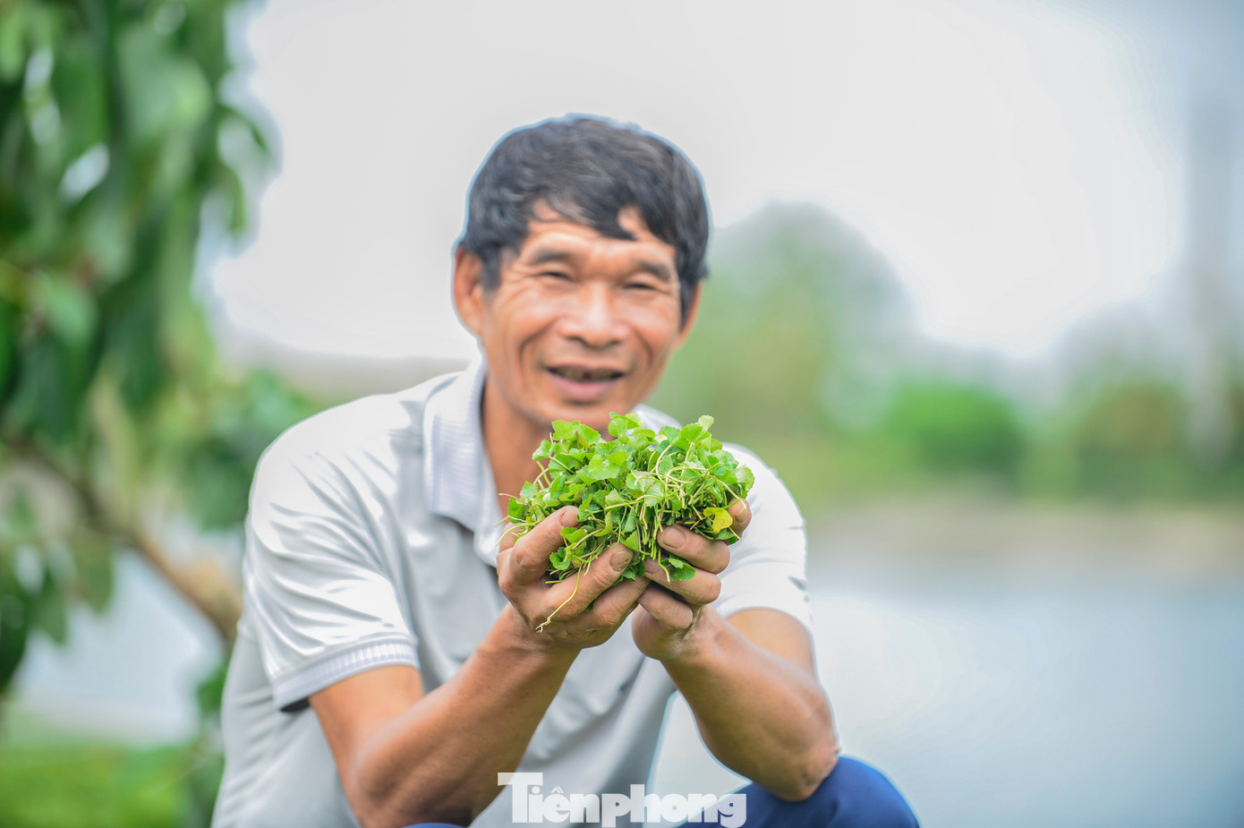 Nông dân Thanh Hóa giàu lên nhờ rau má - Ảnh 10