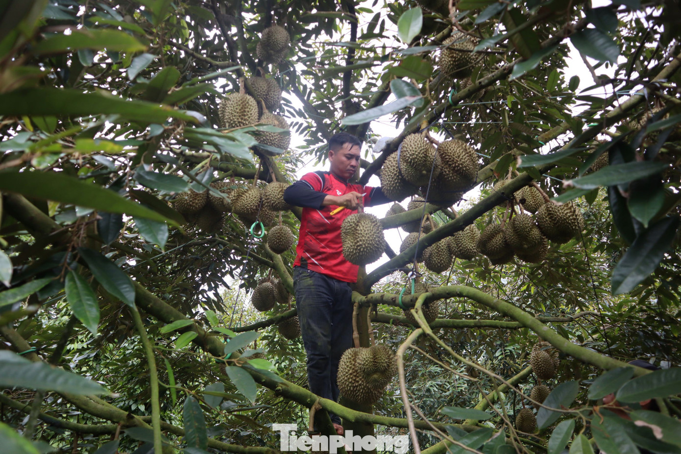 Sầu riêng Đắk Lắk rớt giá mạnh, thương lái dừng mua - Ảnh 1