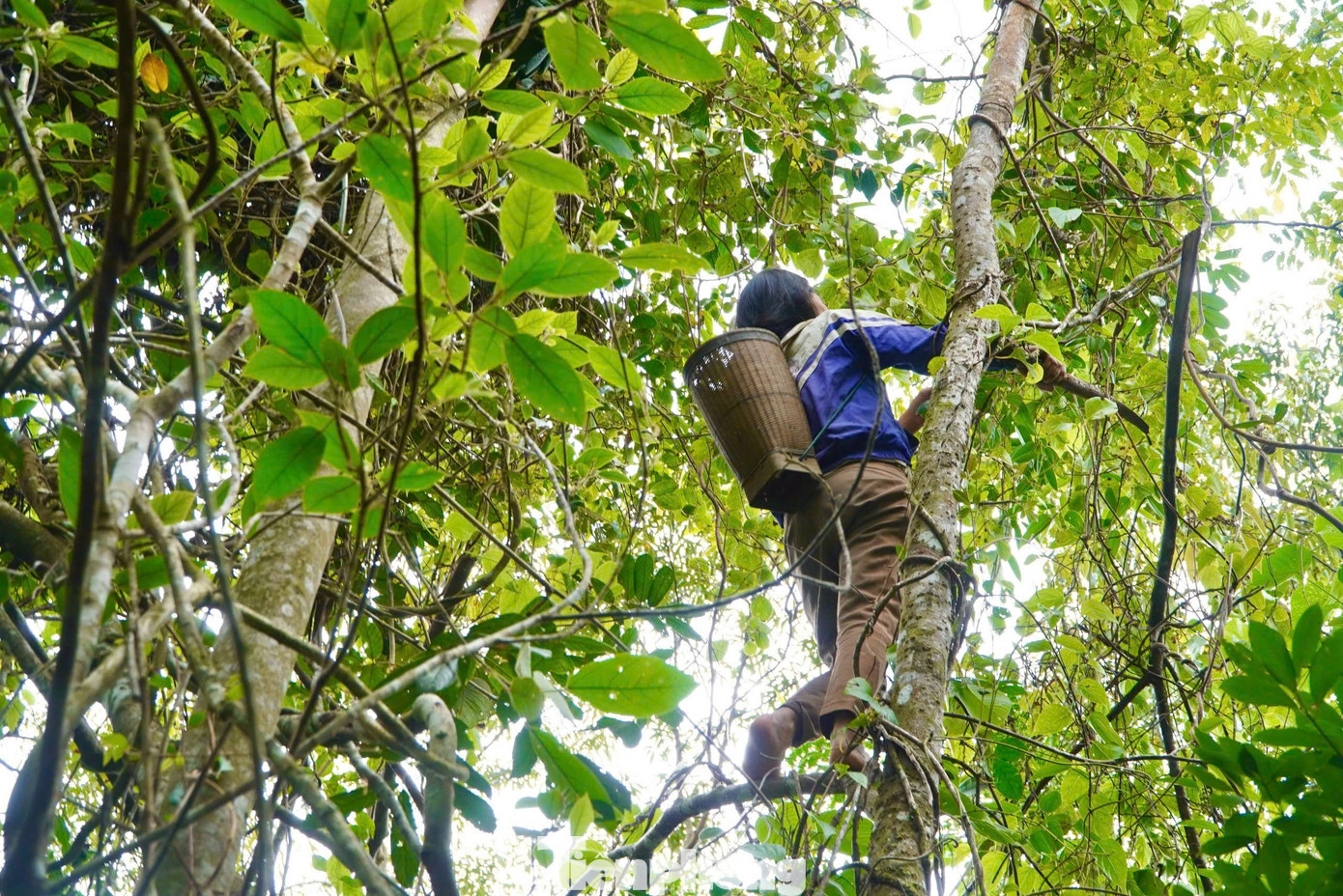 'Hạt ngọc trời' là gì, đắt đỏ ra sao mà người dân kéo nhau lên núi tìm kiếm? - Ảnh 2