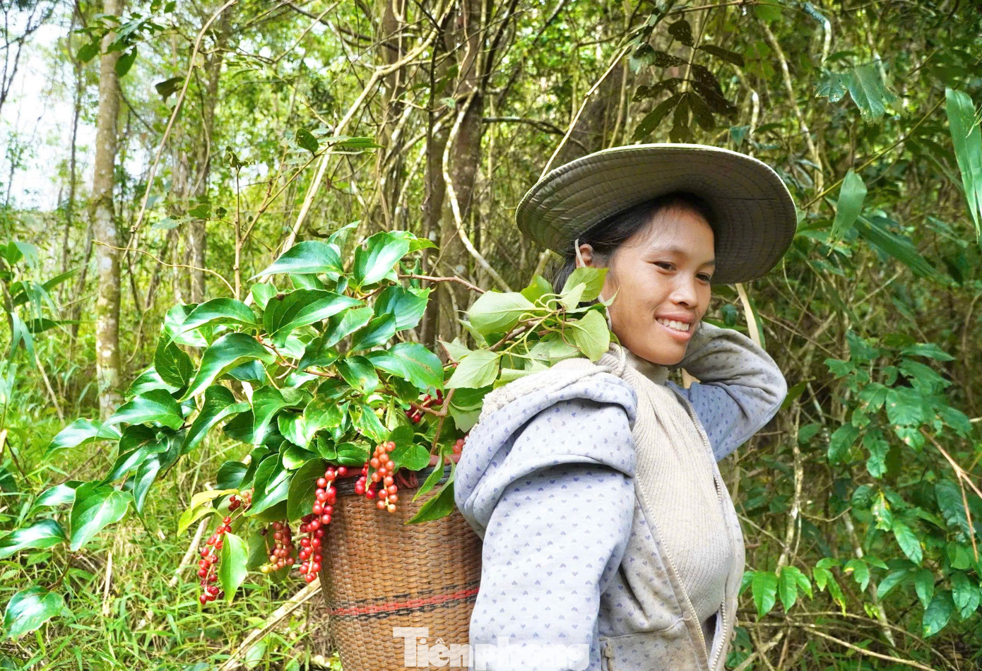 'Hạt ngọc trời' là gì, đắt đỏ ra sao mà người dân kéo nhau lên núi tìm kiếm? - Ảnh 8