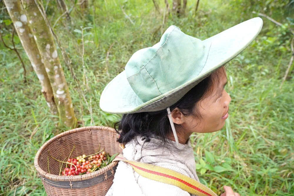 'Hạt ngọc trời' là gì, đắt đỏ ra sao mà người dân kéo nhau lên núi tìm kiếm? - Ảnh 7
