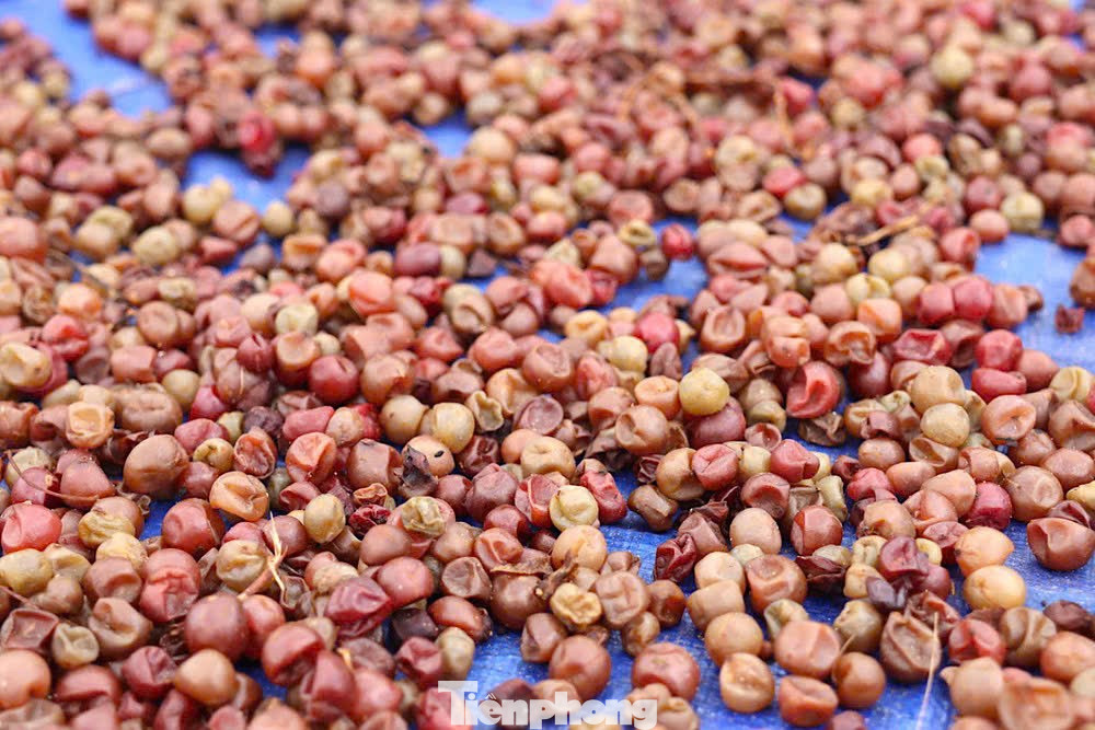 'Hạt ngọc trời' là gì, đắt đỏ ra sao mà người dân kéo nhau lên núi tìm kiếm? - Ảnh 23