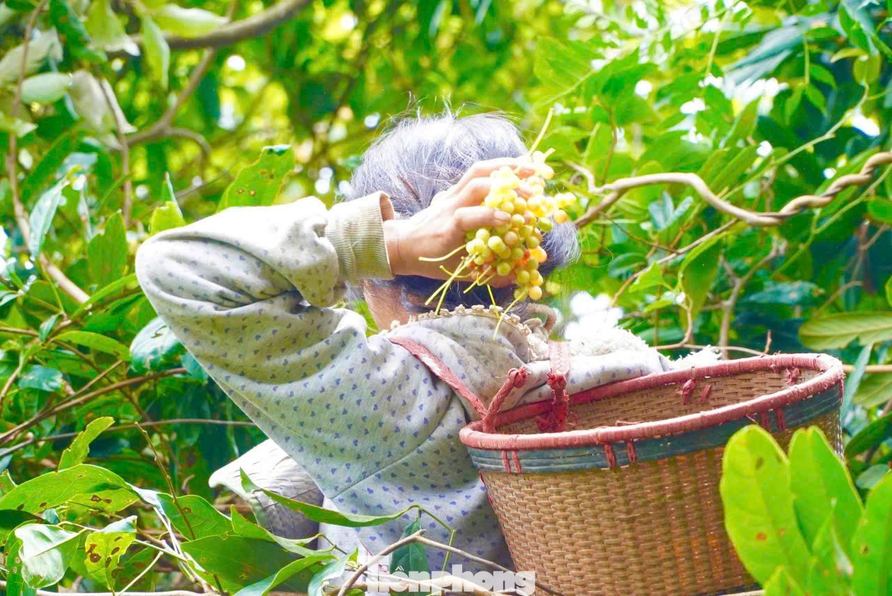 'Hạt ngọc trời' là gì, đắt đỏ ra sao mà người dân kéo nhau lên núi tìm kiếm? - Ảnh 5