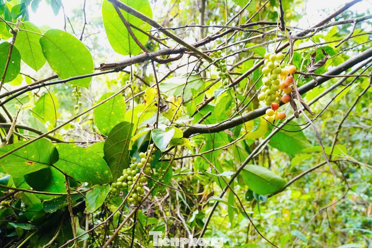 'Hạt ngọc trời' là gì, đắt đỏ ra sao mà người dân kéo nhau lên núi tìm kiếm? - Ảnh 4