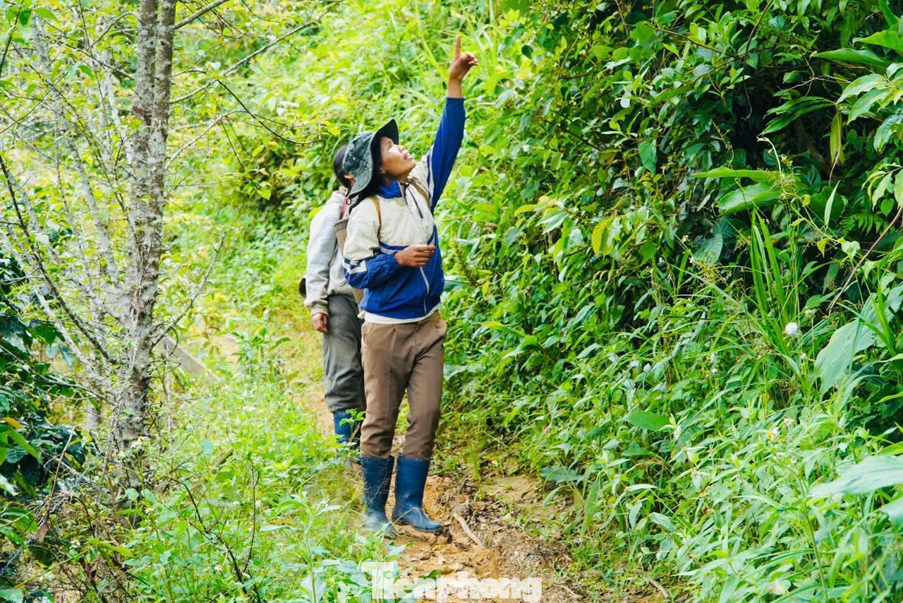 'Hạt ngọc trời' là gì, đắt đỏ ra sao mà người dân kéo nhau lên núi tìm kiếm? - Ảnh 1