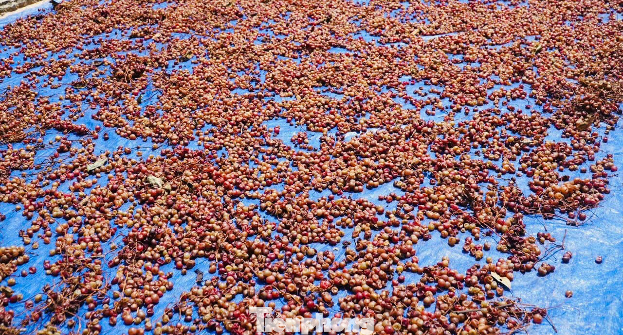 'Hạt ngọc trời' là gì, đắt đỏ ra sao mà người dân kéo nhau lên núi tìm kiếm? - Ảnh 22