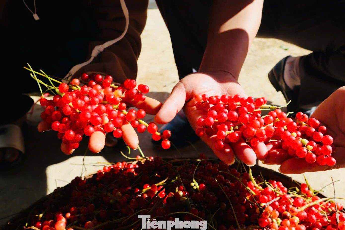 'Hạt ngọc trời' là gì, đắt đỏ ra sao mà người dân kéo nhau lên núi tìm kiếm? - Ảnh 16