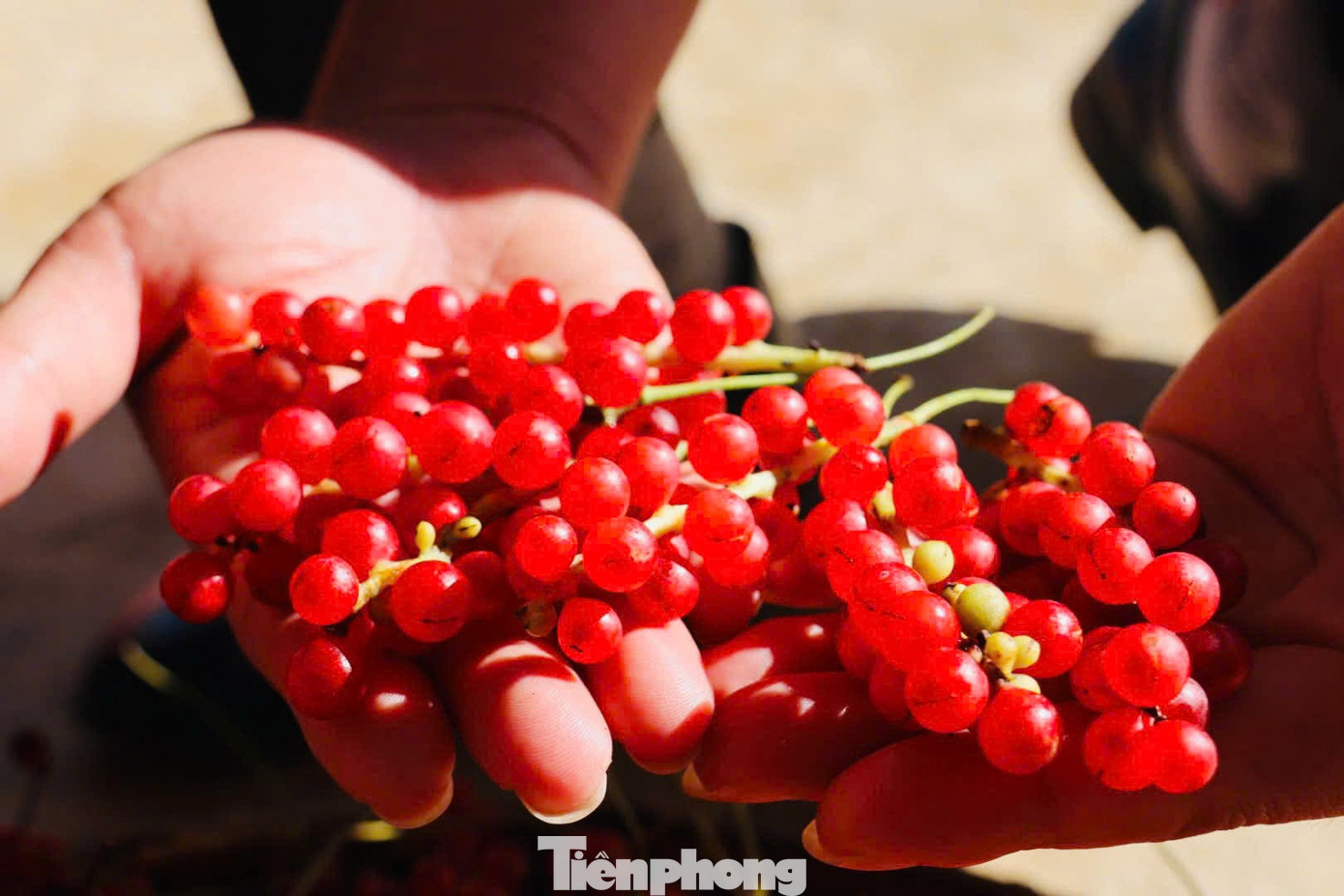 'Hạt ngọc trời' là gì, đắt đỏ ra sao mà người dân kéo nhau lên núi tìm kiếm? - Ảnh 17