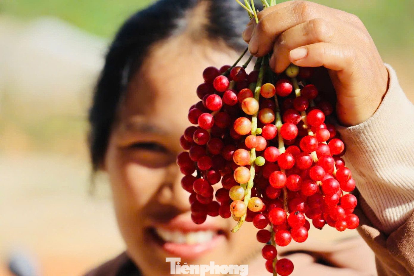 'Hạt ngọc trời' là gì, đắt đỏ ra sao mà người dân kéo nhau lên núi tìm kiếm? - Ảnh 15