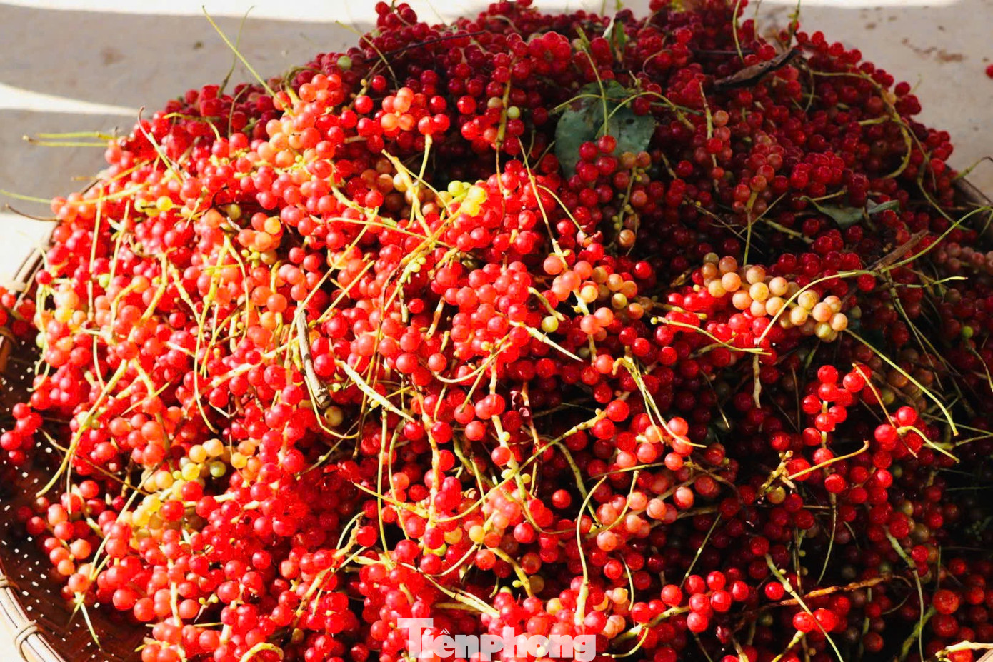 'Hạt ngọc trời' là gì, đắt đỏ ra sao mà người dân kéo nhau lên núi tìm kiếm? - Ảnh 10