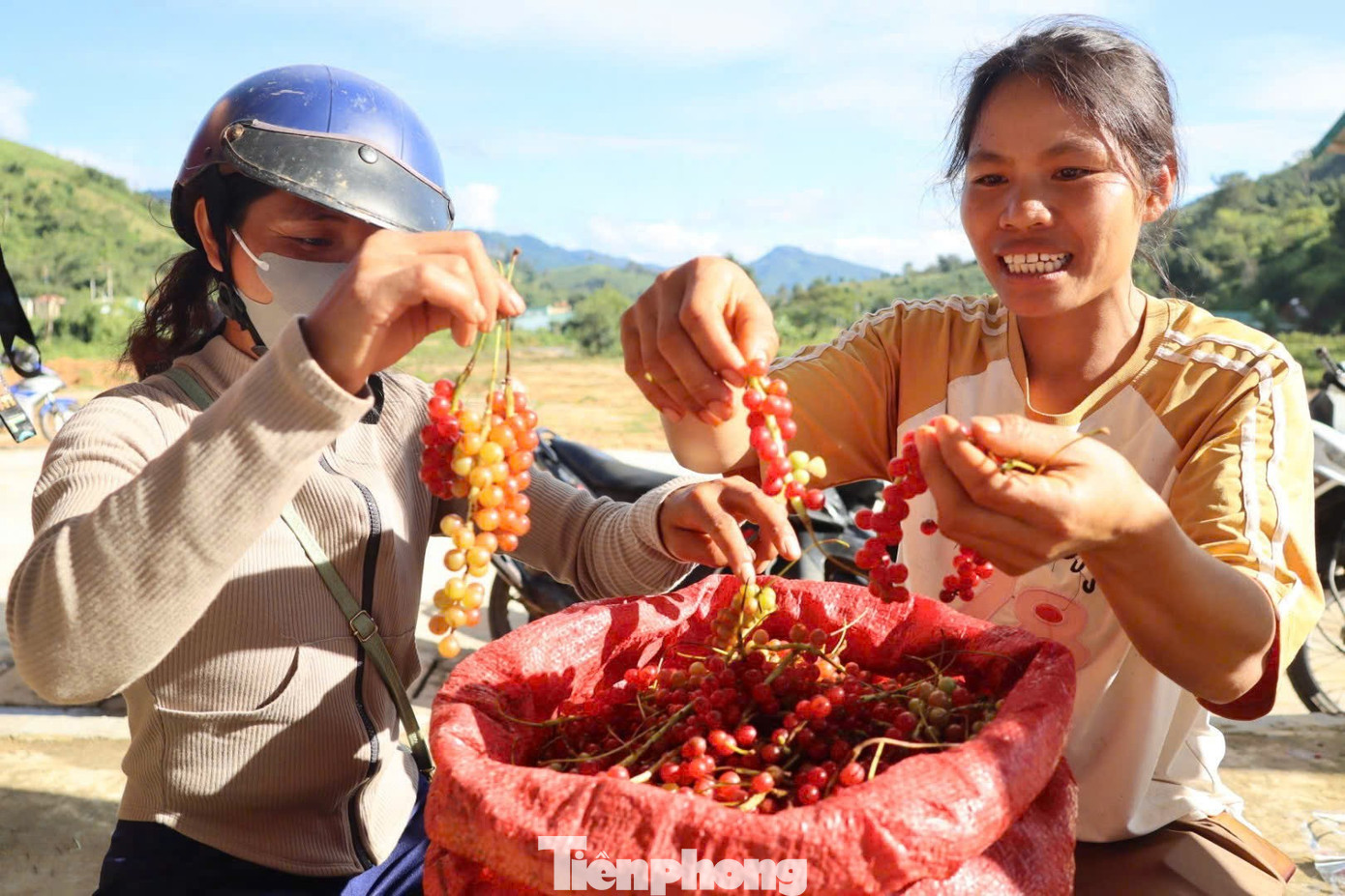 'Hạt ngọc trời' là gì, đắt đỏ ra sao mà người dân kéo nhau lên núi tìm kiếm? - Ảnh 20