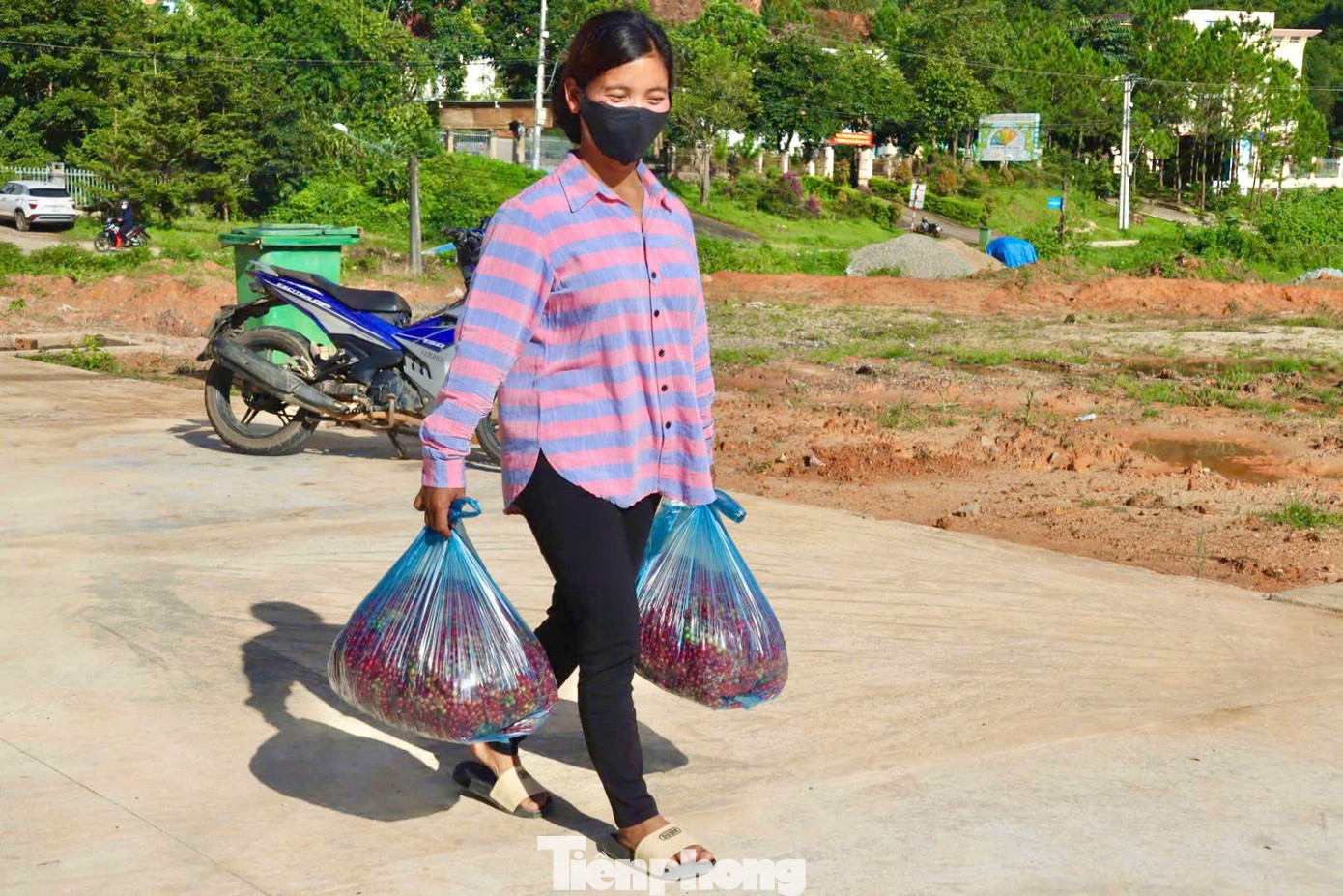 'Hạt ngọc trời' là gì, đắt đỏ ra sao mà người dân kéo nhau lên núi tìm kiếm? - Ảnh 19