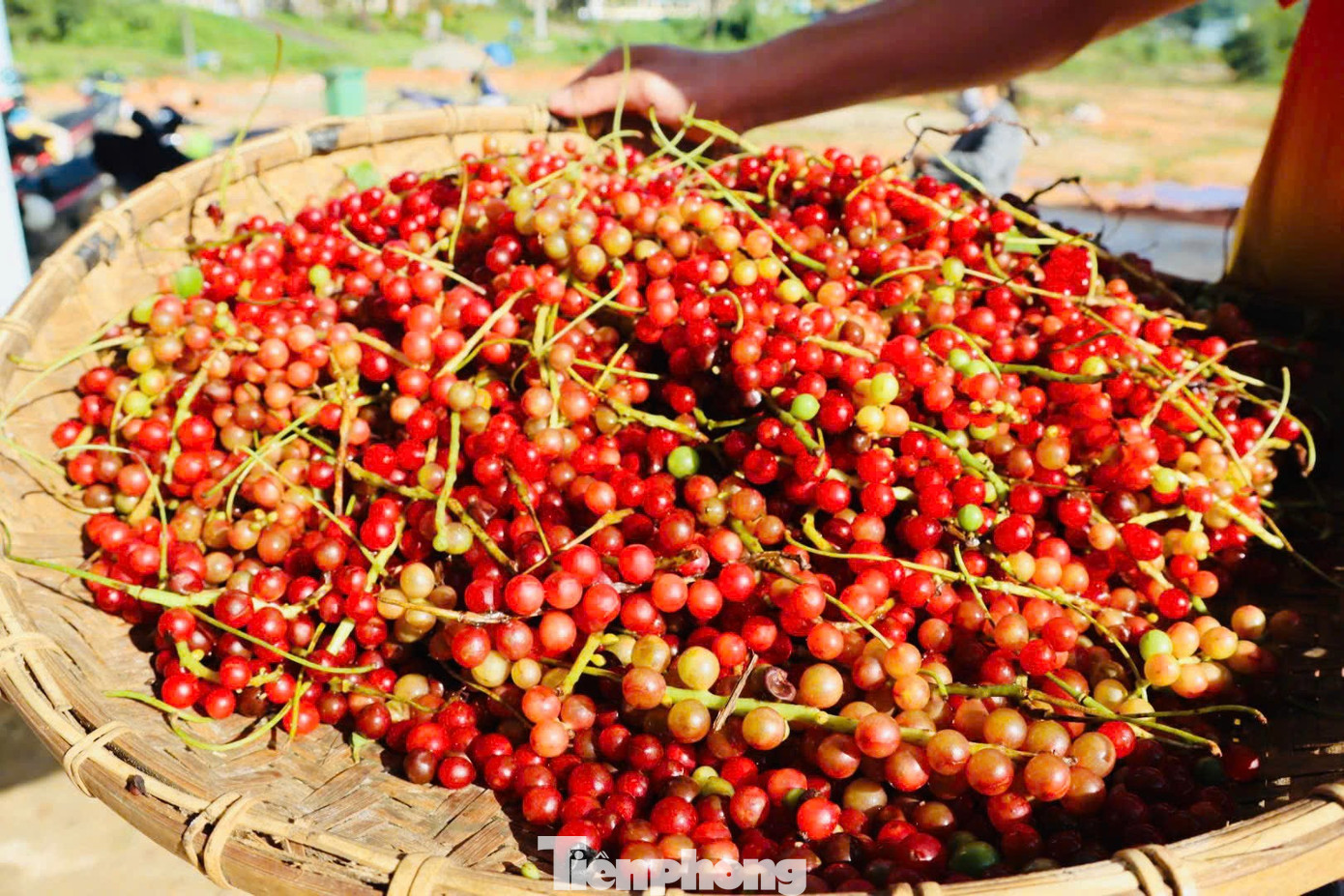 'Hạt ngọc trời' là gì, đắt đỏ ra sao mà người dân kéo nhau lên núi tìm kiếm? - Ảnh 9