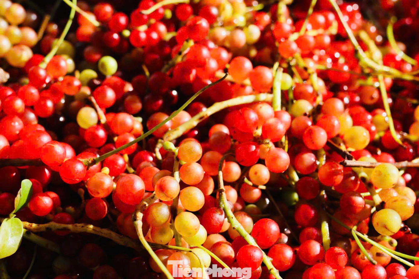 'Hạt ngọc trời' là gì, đắt đỏ ra sao mà người dân kéo nhau lên núi tìm kiếm? - Ảnh 11