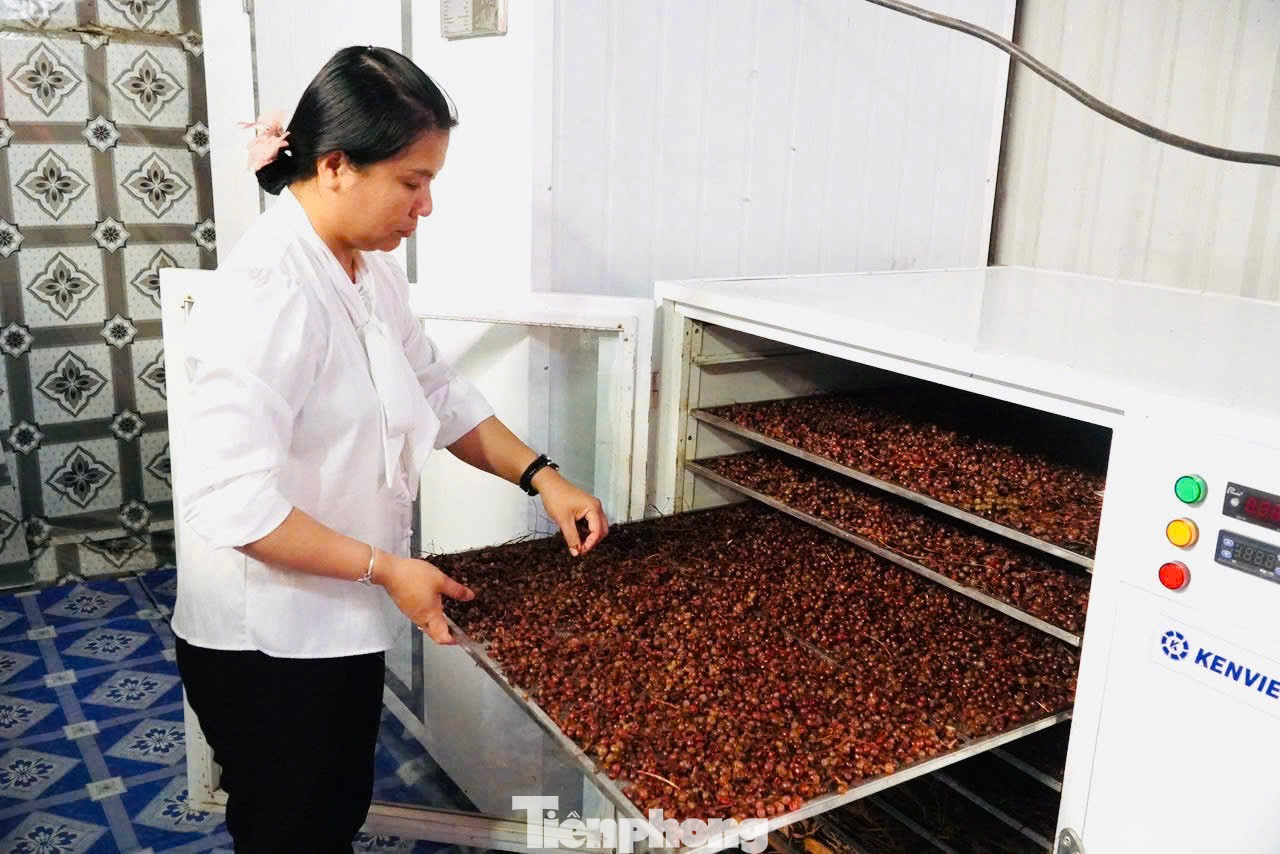 'Hạt ngọc trời' là gì, đắt đỏ ra sao mà người dân kéo nhau lên núi tìm kiếm? - Ảnh 21