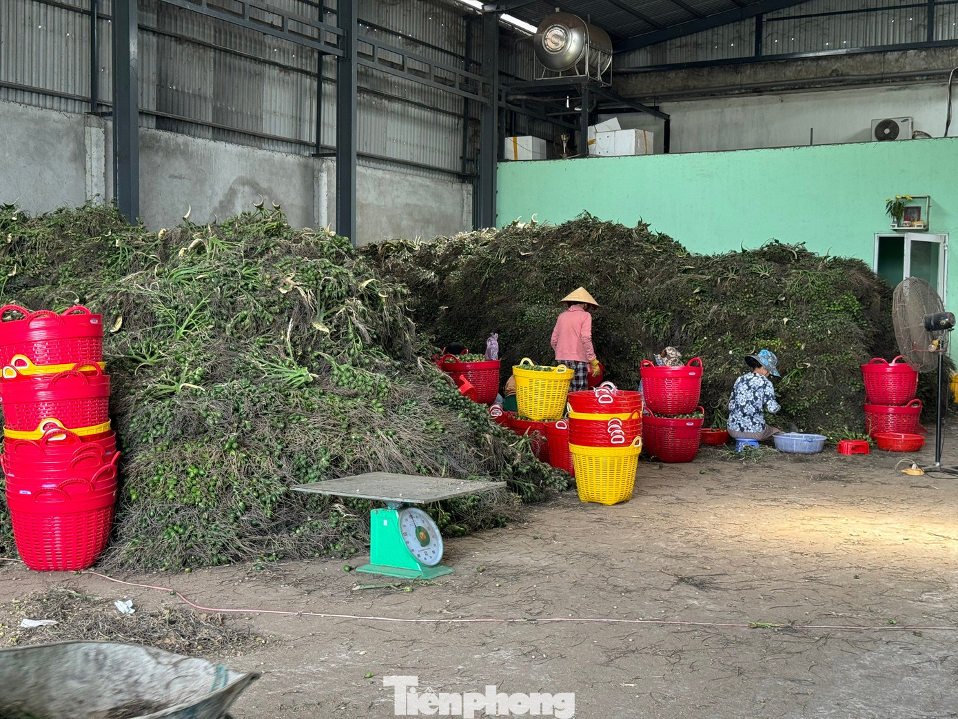 Cau rớt giá thảm hại vì thương lái Trung Quốc bất ngờ 'quay xe' - Ảnh 5