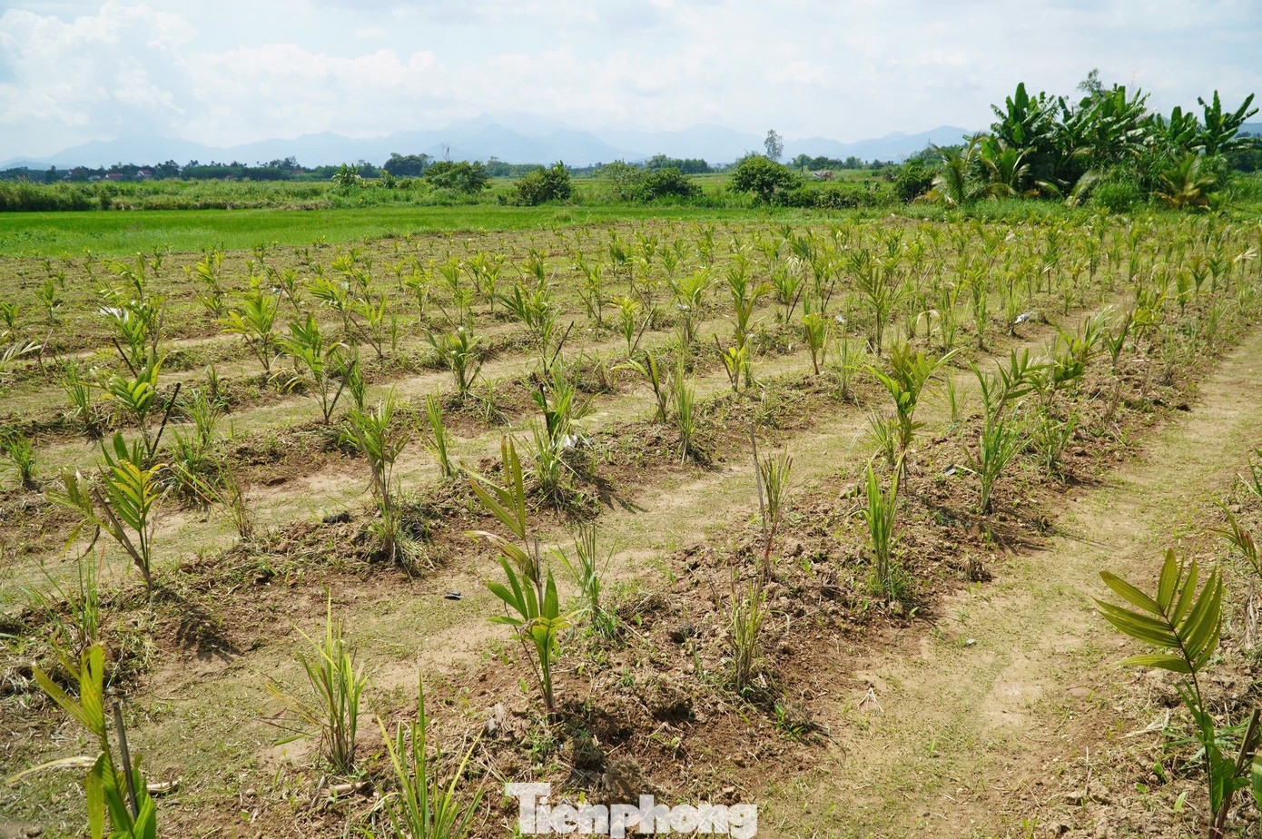 Cau rớt giá thảm hại vì thương lái Trung Quốc bất ngờ 'quay xe' - Ảnh 6