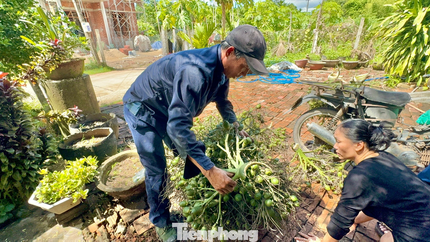 Cau rớt giá thảm hại vì thương lái Trung Quốc bất ngờ 'quay xe' - Ảnh 2