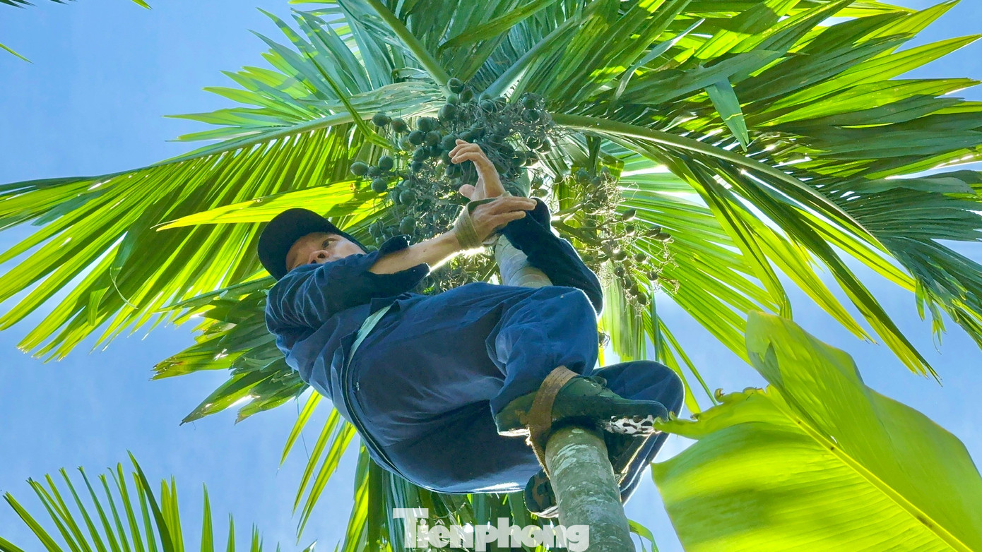 Cau rớt giá thảm hại vì thương lái Trung Quốc bất ngờ 'quay xe' - Ảnh 1