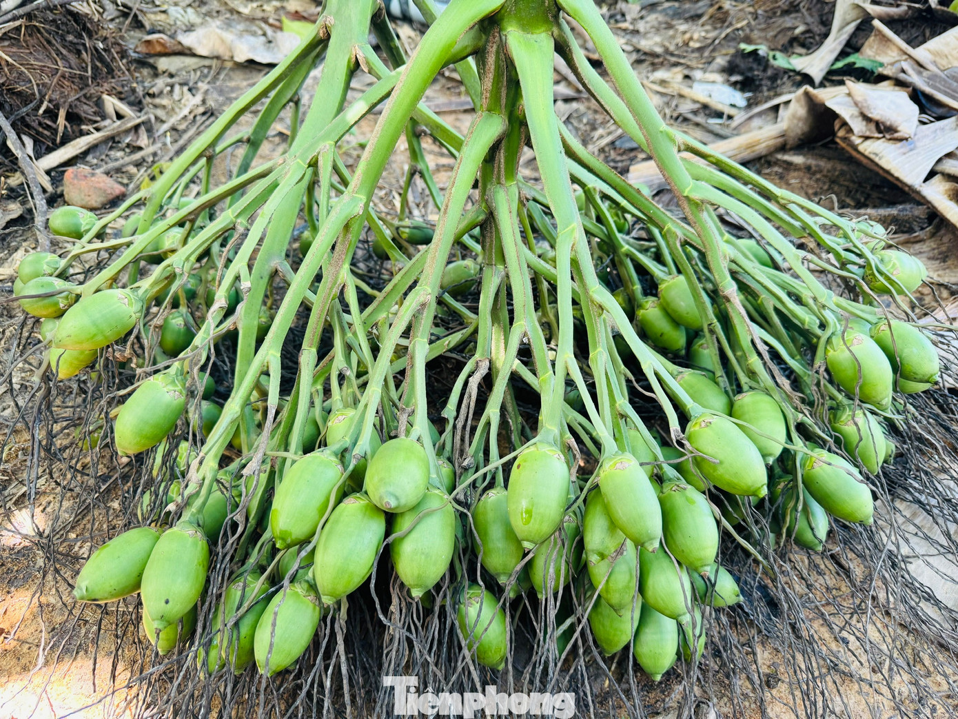 Cau rớt giá thảm hại vì thương lái Trung Quốc bất ngờ 'quay xe' - Ảnh 3