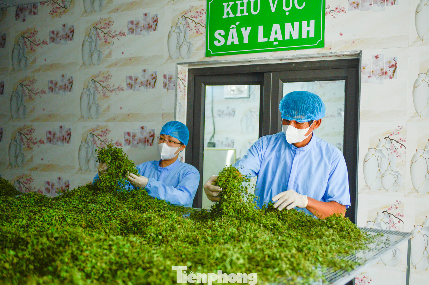 Nông dân Thanh Hóa giàu lên nhờ rau má - Ảnh 6