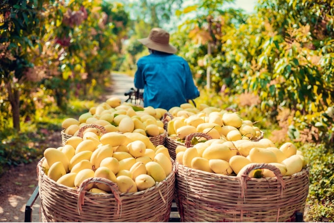 Một loại quả bất ngờ tăng giá gấp đôi, nông dân “hái vàng”, thu tiền triệu mỗi công - Ảnh 1