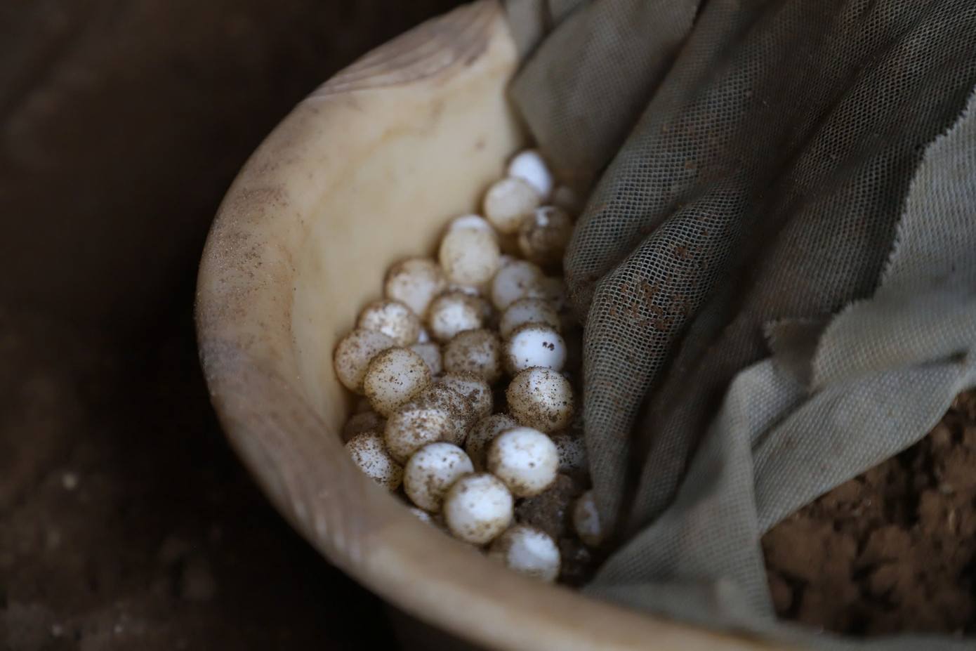 Người nông dân ở Cần Thơ nuôi con gì mà trở thành xuất sắc nhất Việt Nam? - Ảnh 3