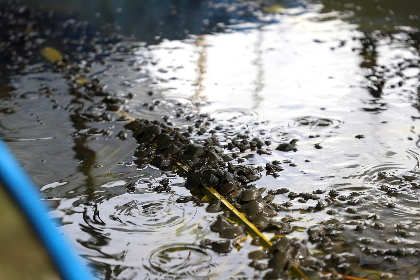 Người nông dân ở Cần Thơ nuôi con gì mà trở thành xuất sắc nhất Việt Nam? - Ảnh 4