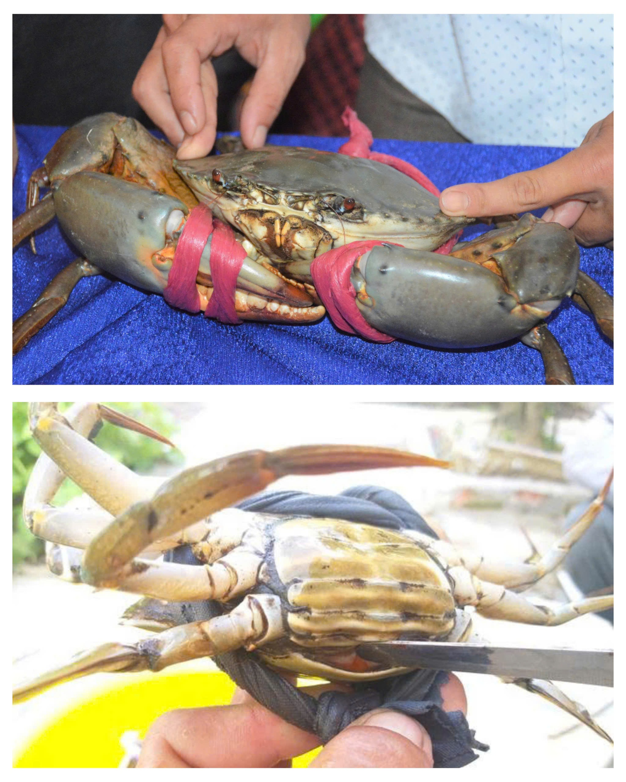 Miền Tây: Cua biển cột bằng dây nilon giá 450.000 đồng/kg - Ảnh 1