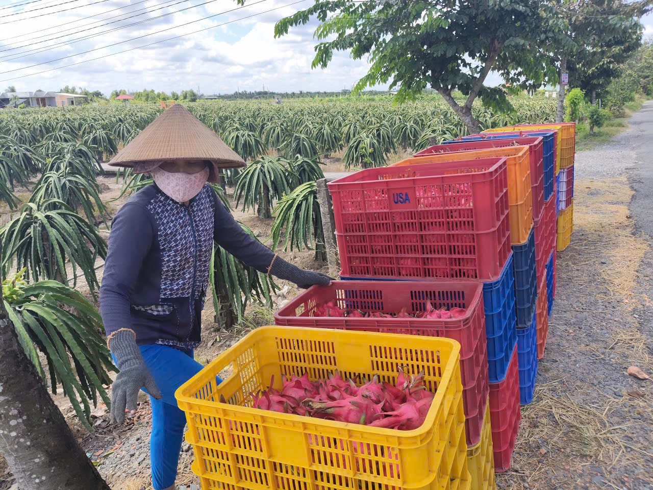 Giá nông thủy sản miền Tây: Trái thanh long "bán rẻ như cho" tại vườn - Ảnh 2