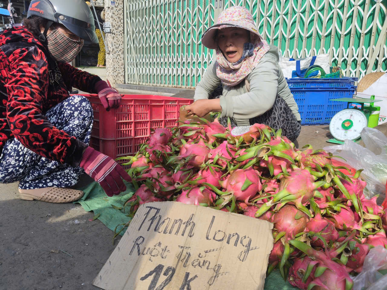 Giá nông thủy sản miền Tây: Trái thanh long "bán rẻ như cho" tại vườn - Ảnh 3