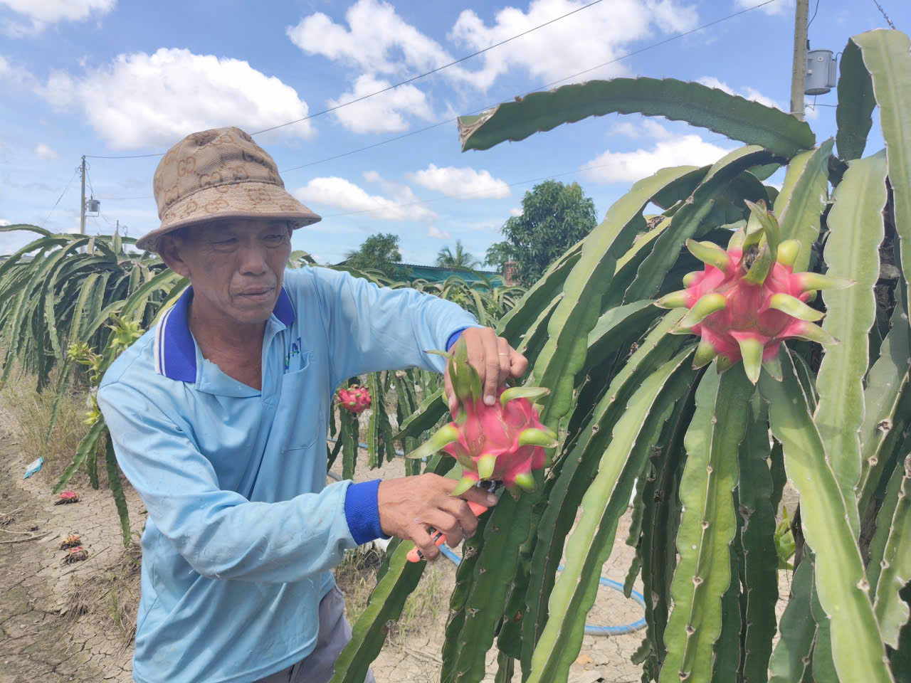 Giá nông thủy sản miền Tây: Trái thanh long "bán rẻ như cho" tại vườn - Ảnh 1