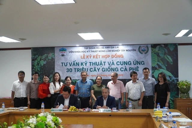 Hoàng Anh Gia Lai trồng thêm 7.000 ha cà phê tại Việt Nam và Lào - Ảnh 1